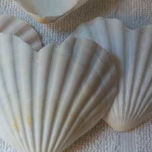 1 to 3 pcs Irish Baking Shells Heart shaped pectin pecten off white scallop 3.5"-4.5" Wedding Decoration Beach craft supplies Wreaths Candle