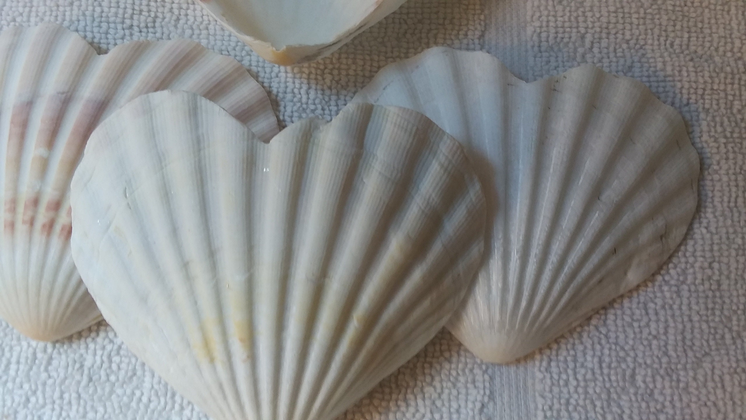 1 to 3 Pcs Irish Baking Shells Heart Shaped Pectin Pecten off White ...