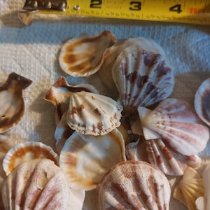 May include: A collection of seashells in various shades of brown, white, and pink. The shells are arranged on a white surface with a yellow measuring tape in the background.