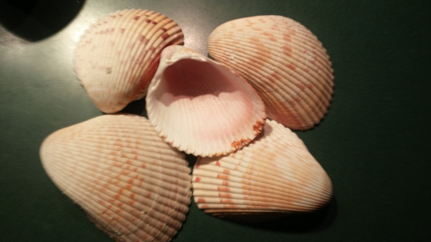Many Ribbed Ark Shell 1 Extra Large Ark Shells Beige Scapha Ark Shell Sale Clam Cardium ...