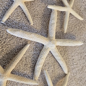 1 to 5 pieces 2nd Quality 6" 7" 8" 9" 10" 11" XXL XL Extra Large finger starfish 6 to 10"inch Off White finger starfish DIY Kids Art Project