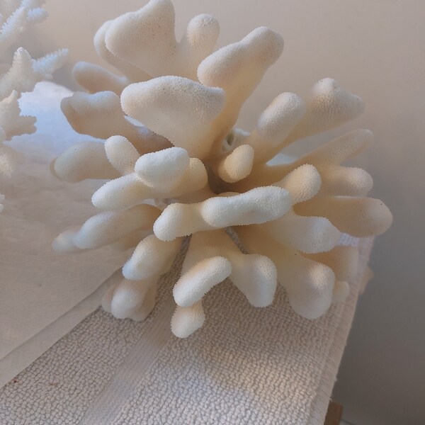Large White Coral Etsy