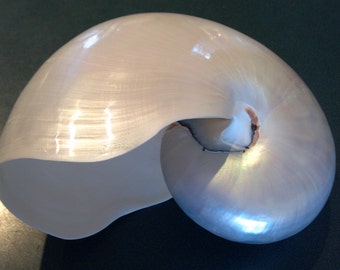 Pearl Nautilus Shell 2 to 5" 4.5 to 5.5 or 5 to 6" inches in size 13 to 20 cm 1 piece White Pearlized Nautilus Shell Beach Decor ,Crafts