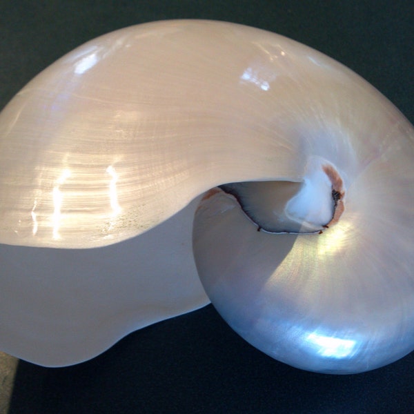 Perle Nautilus Muschel 2 bis 5, 4,5 bis 5,5 oder 5 bis 6 Zoll in den Größen 13 bis 20 cm 1 Stück Weiß Pearlized Nautilus Shell Beach Decor, Kunsthandwerk