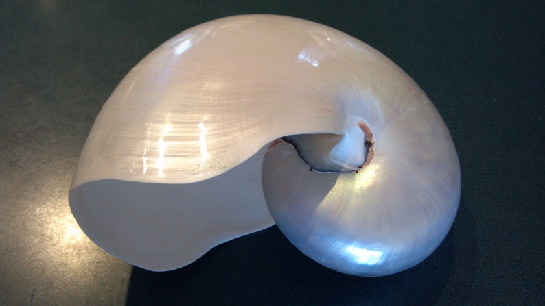 Pearl Nautilus Shell 2 a 5 4,5 a 5,5 o 5 a 6 pulgadas de tamaño 13 a 20 cm 1 pieza Blanco Pearlized Nautilus Shell Beach Decor, Artesanía imagen 1