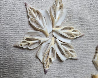 May include: A white seashell flower made from multiple small seashells arranged in a star shape. The seashells are white and have a delicate, intricate design.