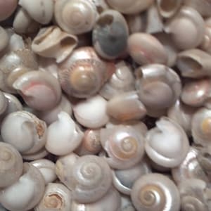 May include: A close-up of a collection of small, white seashells with iridescent and pearlescent finishes. The shells are arranged in a random pattern, showcasing their unique shapes and textures.