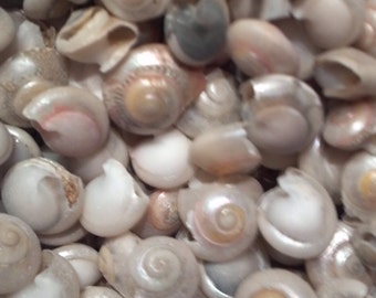 Könnte beinhalten: Nahaufnahme einer Sammlung kleiner, weißer Muscheln mit irisierenden und perlmuttartigen Oberflächen. Die Muscheln sind in einem zufälligen Muster angeordnet und zeigen ihre einzigartigen Formen und Texturen.