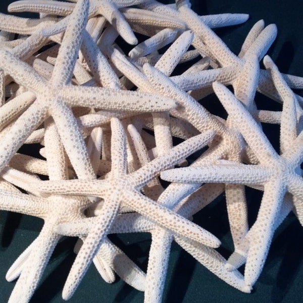 50 pcs  White Finger Starfish Bulk 50 pcs  4 to 5" 4 to 5 1/2" 4 to 6" inch Beach Nautical Decor ,Crafts,Weddings,Great for Home decor