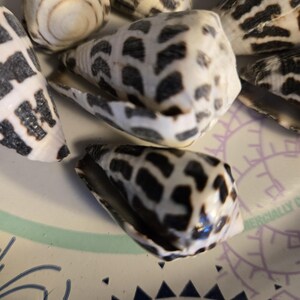 May include: A collection of seashells with a distinctive pattern of black spots on a white background. The shells vary in size and shape, with some showing a spiral design. The shells are arranged on a plate.