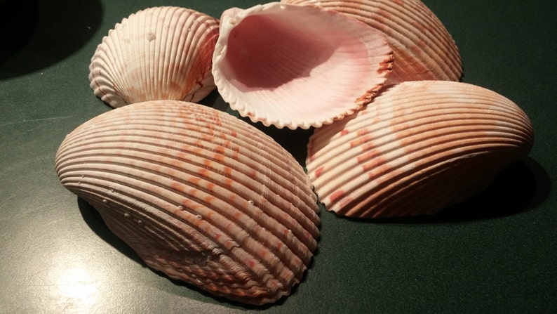 Many Ribbed Ark Shell 1 Extra Large Ark Shells Beige Scapha Ark Shell Sale Clam Cardium ...