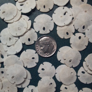 May include: A collection of white sand dollars, some with a hole in the center, arranged on a dark green surface. A silver US dime coin is placed in the center of the arrangement.