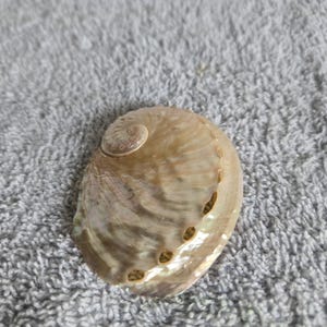 Abalone shells ~ Haliotis Ovina ~Iridescent 2  to 3"(4.5 to 7.cm) ~ 1 to 25 pieces~Pearl silver Gold Abalone White,Craft Supply,Hair,Jewelry
