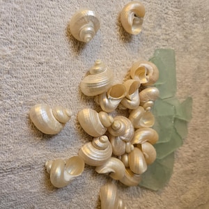 May include: An arrangement of pearlescent seashells, varying in size and shape, clustered together on a textured, light beige surface. A piece of sea glass is nestled among the shells. The shells have a natural, spiral form.