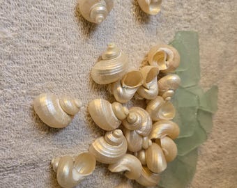 1 to 200 Pearl Gold Turbo Shells snail Iridescent Pearl Turbo Seashell Gold Silver 5/8-3/4 up to 1 1/8-1 1/4"   Wedding Favor,Crafts,Jewelry