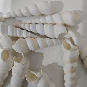 1 to 500 TEREBRA Turritella Duplicata White whole shells jewelry and craft supplies shell 2-3 +&quot; earthtone beige shell Craft Supply,Jewelry