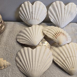 Op de afbeelding: Een verzameling witte schelpen, waaronder grote sint-jakobsschelpen en kleinere schelpen, gerangschikt op een grijze handdoek. De schelpen hebben een natuurlijk, getextureerd uiterlijk, met subtiele variaties in kleur en vorm.