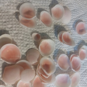 Da 5 a 600 pezzi Rose Cups Melo Blossoms conchiglie Piccole Medie Ovali Rose cup Vongola Nocciola 1/2- 1" 1-3 cm Conchiglie Bomboniere per matrimoni, gioielli artigianali