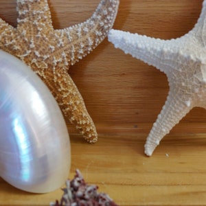Pearl Chambered Nautilus Shells Nautilus Shell 3 3/4 - 4 1/4&quot; or 4 -4 1/2&quot; inch 1 pc Chambered  Nautilus Shell Beach Decor ,Crafts,Weddings,