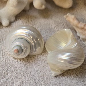 May include: Two iridescent seashells with spiral patterns and pearlescent surfaces. One shell is intact, while the other is open, revealing its interior. The shells are on a textured, light-colored surface, suggesting a beach or coastal theme.