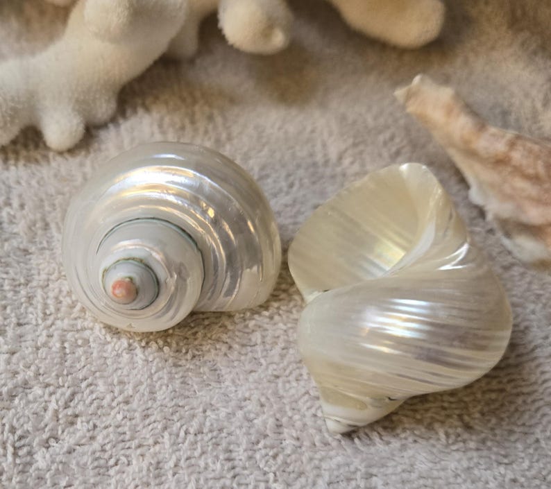 May include: Two iridescent seashells with spiral patterns and pearlescent surfaces. One shell is intact, while the other is open, revealing its interior. The shells are on a textured, light-colored surface, suggesting a beach or coastal theme.