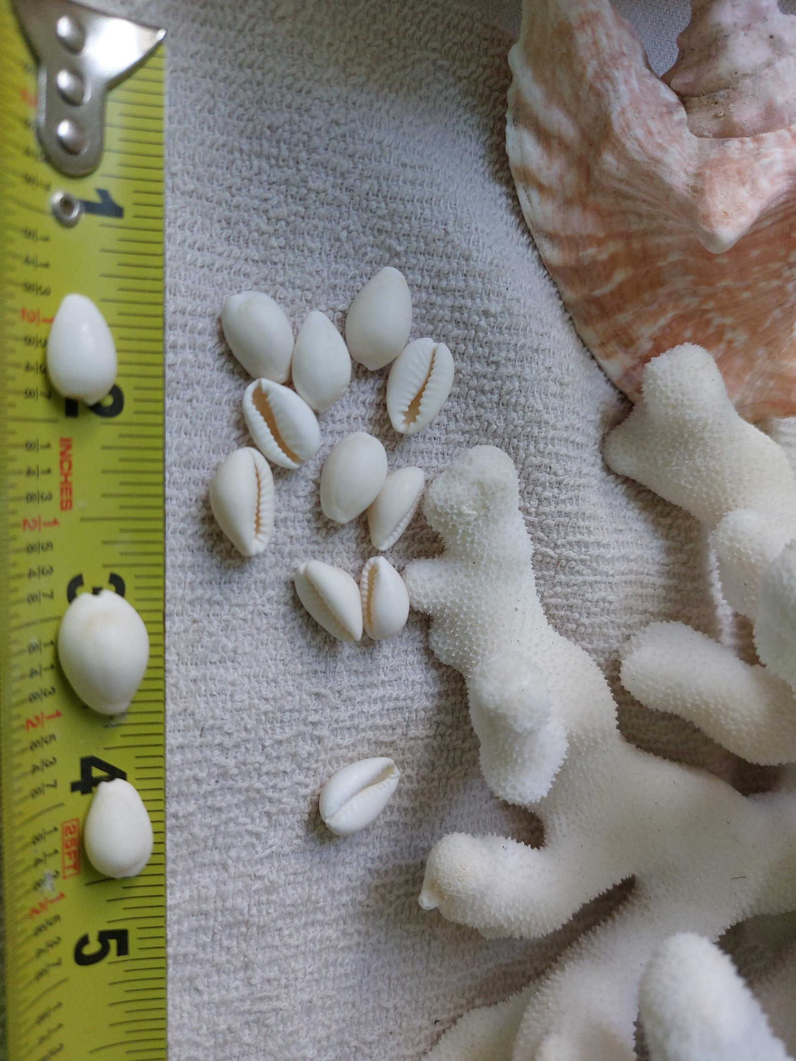 3 Upto 100 Tiny Small Cowrie Shells White Cowries Cypraea Annulus Open ...