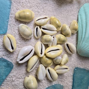 May include: A collection of cowrie shells in various sizes, with a creamy yellow and white color. The shells have a smooth, glossy texture and a distinctive slit opening. Scattered around the shells are pieces of sea glass and other coastal elements.