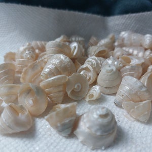 May include: A collection of small, white seashells with a pearly sheen. The shells are arranged in a pile on a white surface.