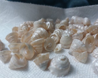 Könnte beinhalten: Eine Sammlung kleiner, weißer Muscheln mit Perlmutt-Glanz. Die Muscheln sind auf einer weißen Oberfläche zu einem Haufen angeordnet.