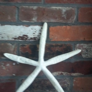 1 or 2 XXL Finger Pencil starfish 8.5 - 10" Extra Large Finger Starfish Natural White 2 pcs XXL starfish Beach Nautical Decor