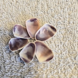 May include: A collection of five small, smooth bivalve seashells arranged in a circular pattern. Each shell features a glossy interior with a gradient of creamy white and deep purple hues, showcasing natural organic shapes and curved edges.
