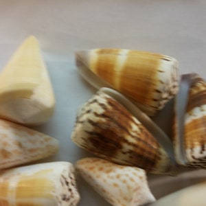 May include: A collection of seashells in various shapes, sizes, and colours, including white, brown, and tan. The shells have a natural, organic texture.