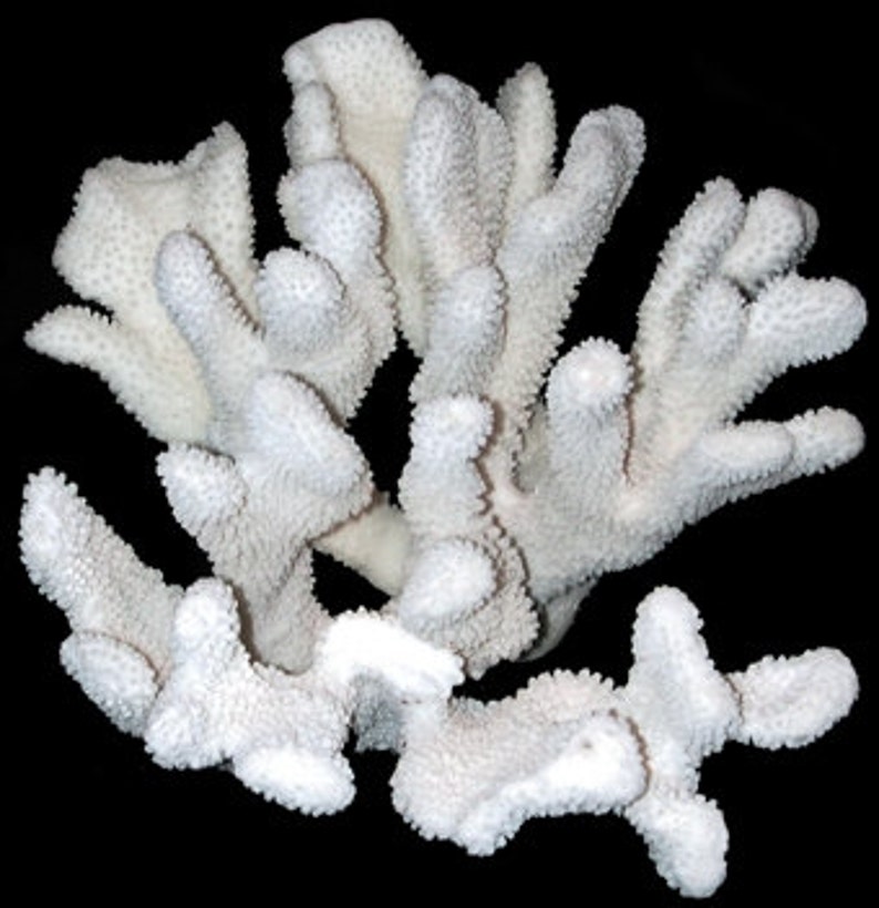 Real Coral Reef medium to Large Cat Paw Coral Exotic Coral Etsy