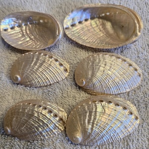 May include: Six iridescent abalone shells arranged in two columns. Each shell features a smooth, pearlescent interior or a textured, ridged exterior with a row of small holes along the curved edge. The shells display natural cream and gold tones.