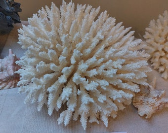 May include: A large, white coral specimen with a branching, textured structure. The coral is the focal point, with other smaller coral pieces and seashells in the background. The overall theme is coastal decor.