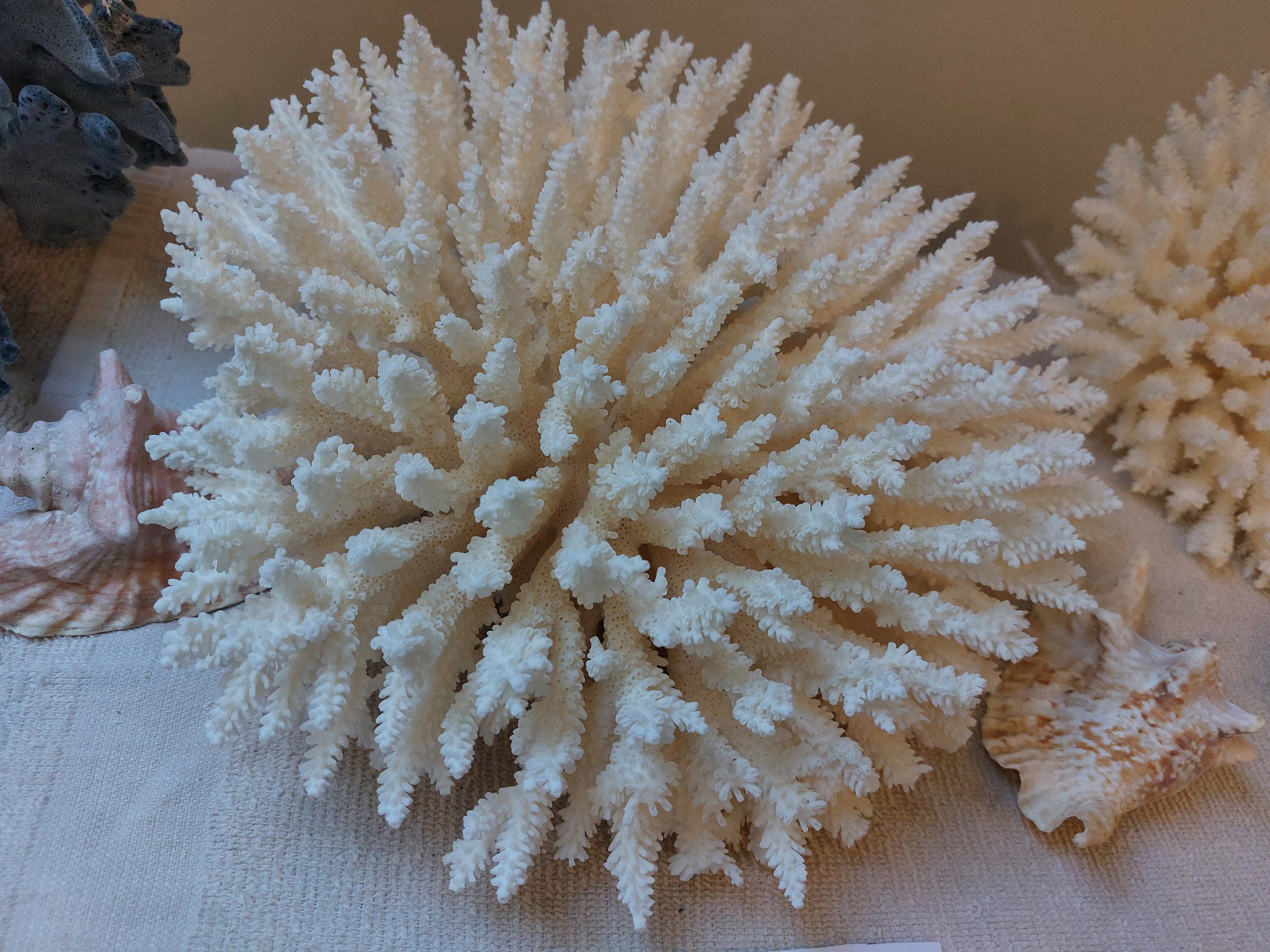 Finger Brush Table Decor