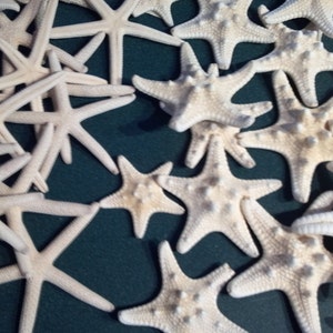 Bulk Starfish 50 pieces Total  25 pcs 2 3/4 to 4&quot; inch Finger Starfish Natural White AND 25 pcs 2 to 3.5&quot;  Armored Knobby starfish off white