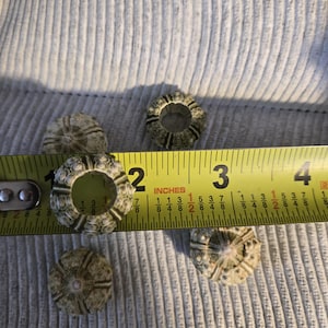 1 bis 50 grüne Sputnik-Seeigel, winzig klein, 1,9–2,5 cm bis 3,2 cm, Meereslebewesen, Muschel, Stranddekoration, nautische Bastelarbeiten