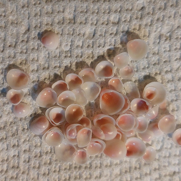 Apple Blossoms Rose Cups shells 5 to 1000 Pcs  Tiny Oval Round Rose cup Clam SeaShells 1/8 -1/4" plus in size (.25+ cm)Crafts Supply,Jewelry