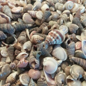 May include: A collection of seashells in various shapes, sizes, and colors. The shells are mostly white, brown, and pink, with some having intricate patterns.