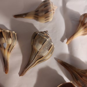 Beleuchtung Puschelschnecken Muscheln Busycon Contrarum Seashell 15 Stück 1 bis 3 "oder 2 "- 3 1/2" Zoll Großhandel Strand Dekor, Handwerk, Hochzeiten, Haus