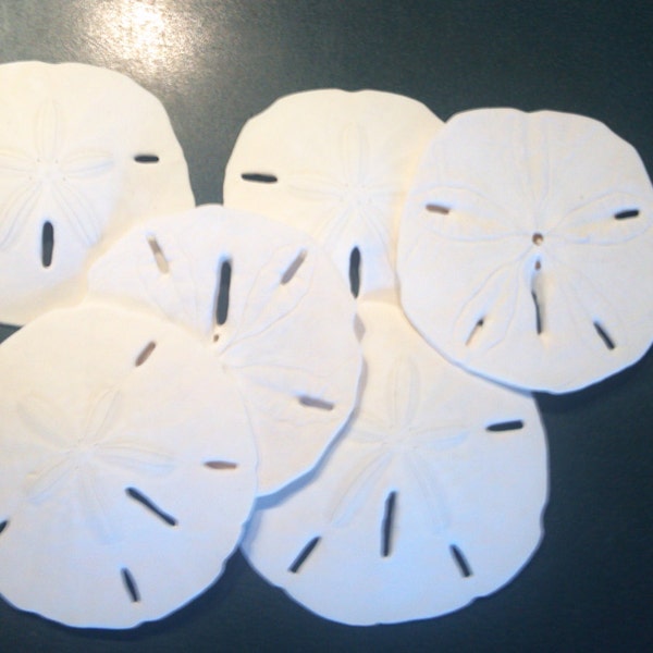 1 to 10 pieces Real Sand Dollars Sanddolars 2 3/8 2 1/2 " to 3 1/4" and 2 1/2 to 4"  sand dollars Wholesale Beach Decor ,Crafts,Weddings