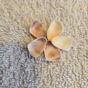 May include: Five small, smooth, concave seashells arranged in a circular flower-like pattern. Each shell features a gradient of colors, transitioning from a creamy off-white at the edges to a soft, muted purple hue toward the center of the shell.
