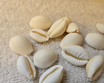 3 upto 100 Cowrie shells White Cowries Cypraea Annulus open back seashells off white 1/2 to 1&quot; 1 to 2.5 cm Jewelry sea shell Crafts Weddings