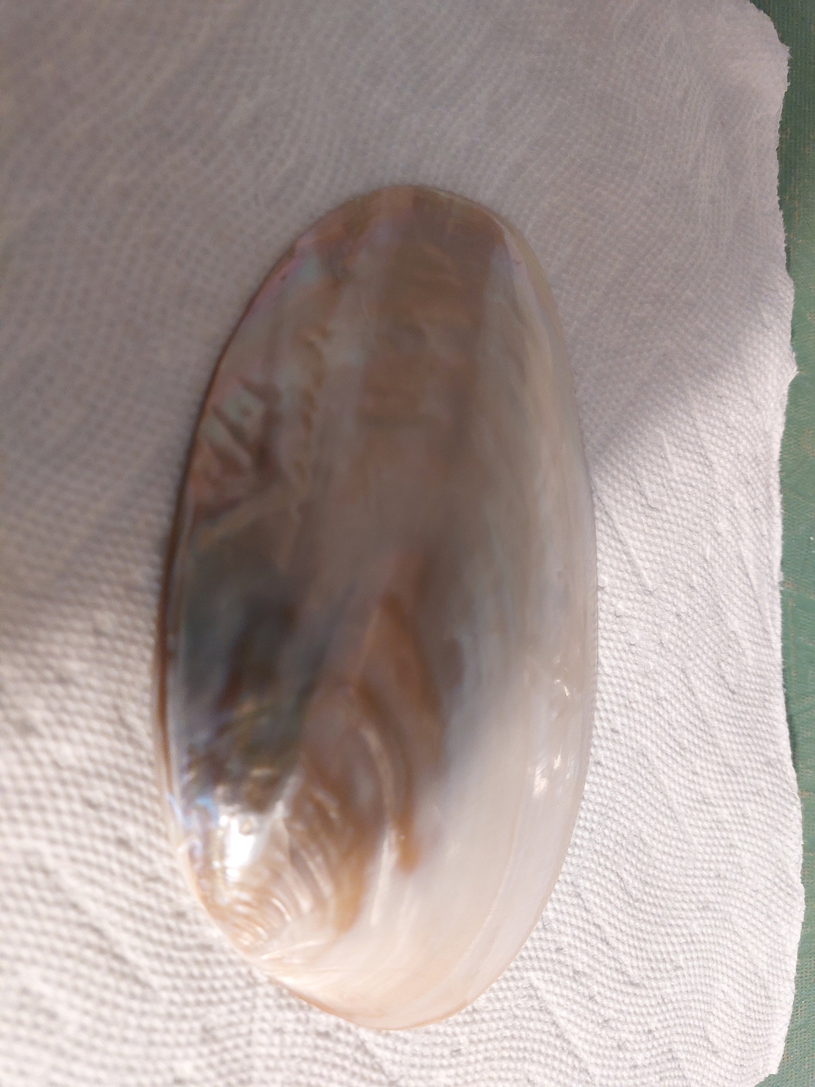 Pearlized Razor Clam Shell XL Mother of Pearl Mop Half Shell Clam Iridescent Extra Large Mother-of ...