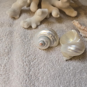 May include: Two iridescent seashells with spiral patterns and a pearlescent sheen rest on a textured, light gray surface. White coral and a piece of beige coral are also present, suggesting a coastal theme.