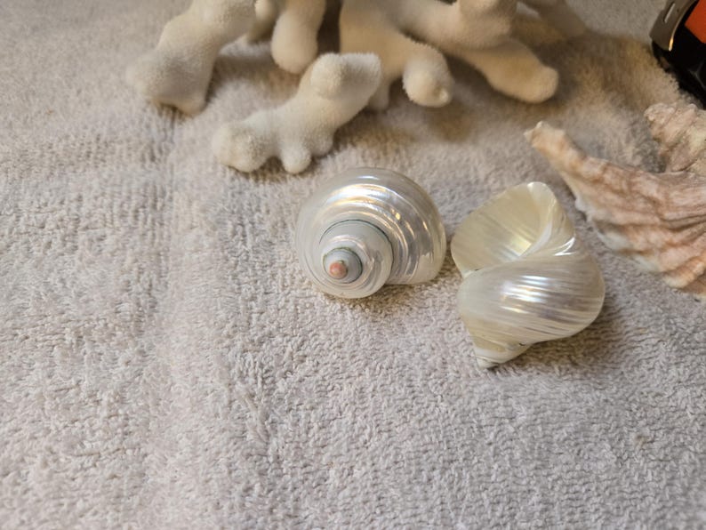 May include: Two iridescent seashells with spiral patterns and a pearlescent sheen rest on a textured, light gray surface. White coral and a piece of beige coral are also present, suggesting a coastal theme.