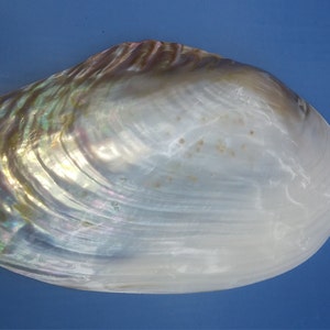 XL Mother of Pearl mop shell Clam Iridescent Extra Large Mother-of-Pearl Half shell 1 Pearlized Mussel seashell 3 to 8" 7 to 11" Ring Holder