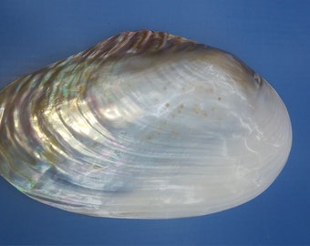 XL Mother of Pearl mop shell Clam Iridescent Extra Large Mother-of-Pearl Half shell 1 Pearlized Mussel seashell 3 to 8" 7 to 11" Ring Holder