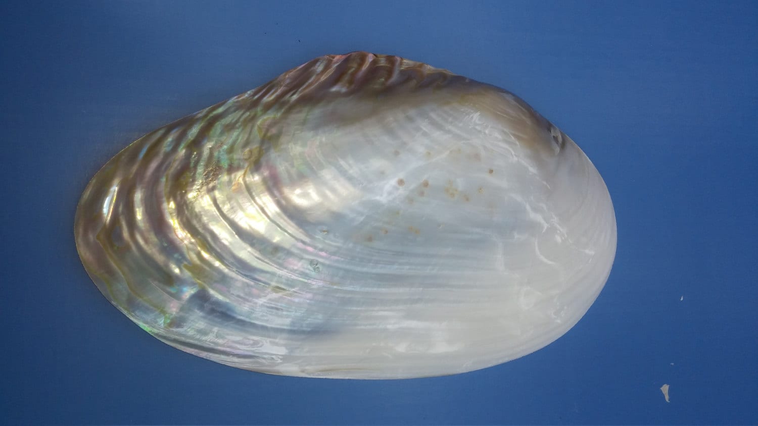 GIANT mother of pearl Mussel shell 
